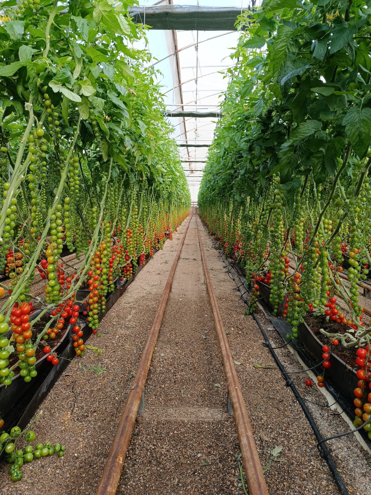 Detalle de cultivo bajo plástico en Almería