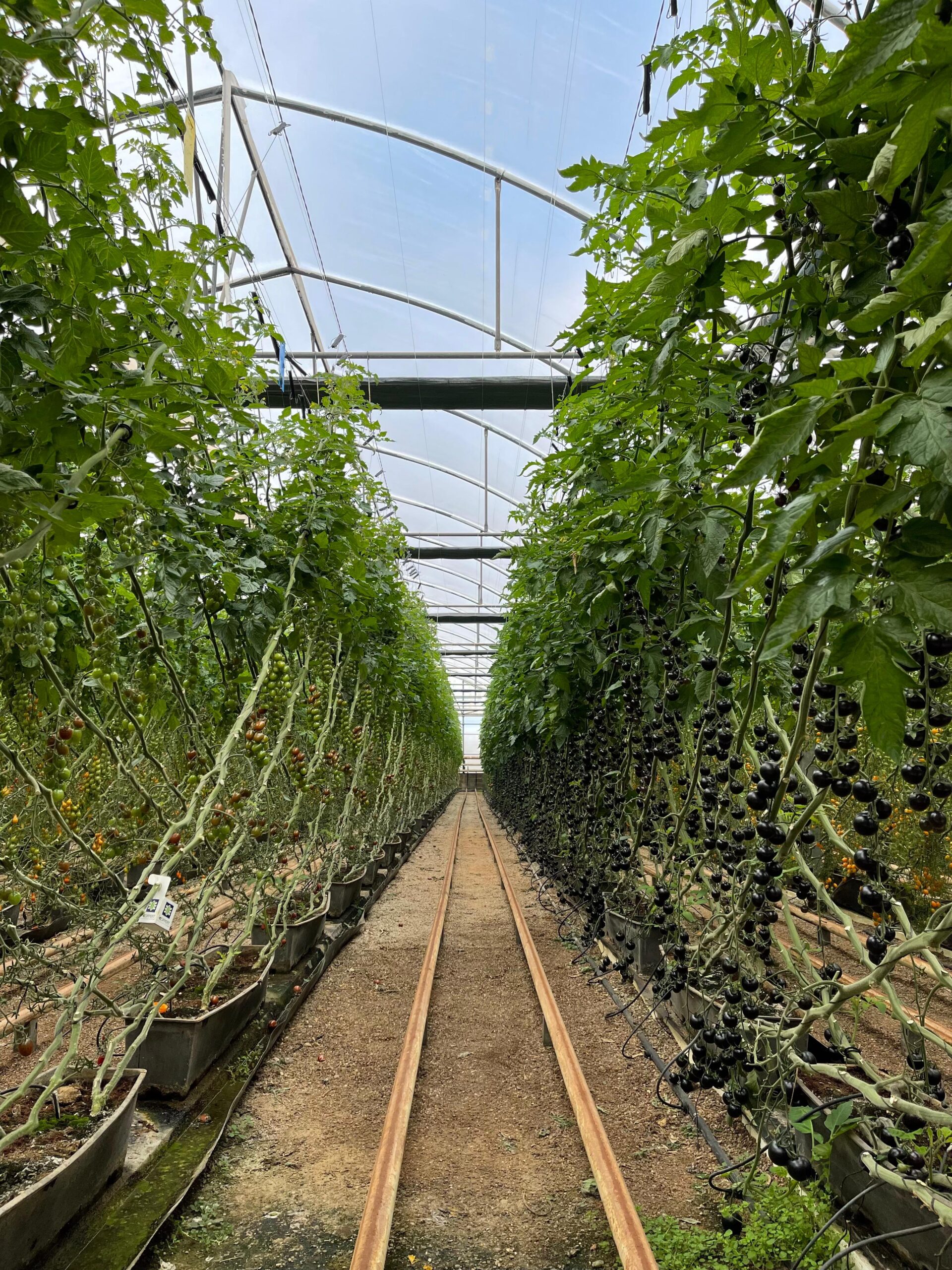 Innovación agrícola en invernaderos